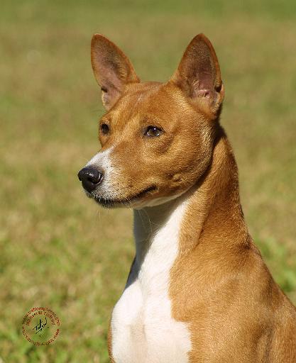 Basenji 9L034D-14.JPG